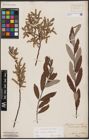 Foto von Salix aurita L. x Salix eleagnos Scop.